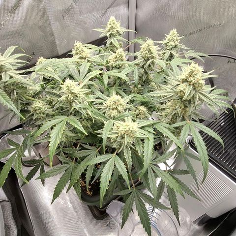 Epsilon growlog timeline photo
