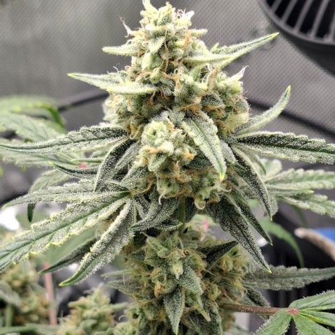 Epsilon growlog timeline photo