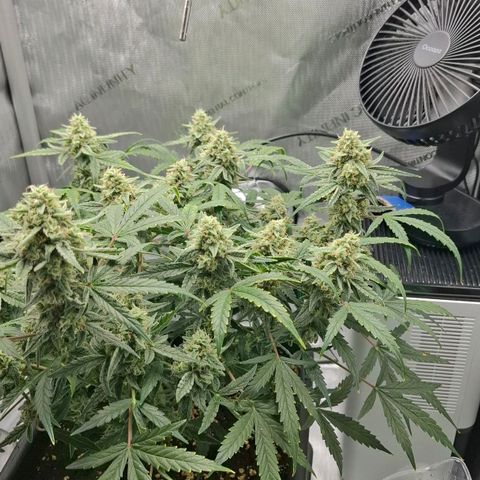 Epsilon growlog timeline photo