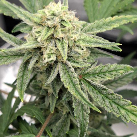 Epsilon growlog timeline photo