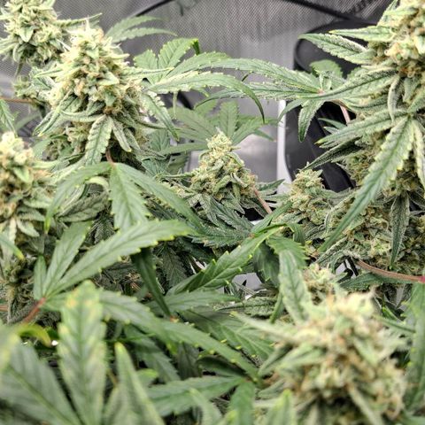 Epsilon growlog timeline photo