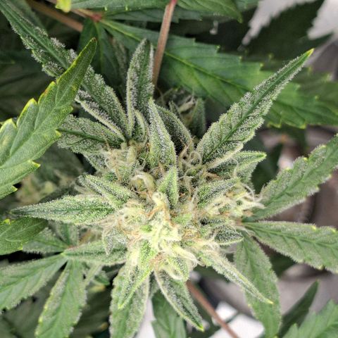 Epsilon growlog timeline photo