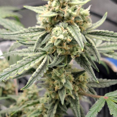 Epsilon growlog timeline photo