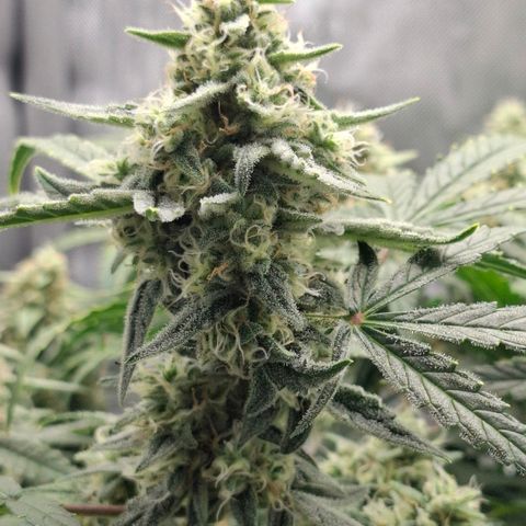Epsilon growlog timeline photo