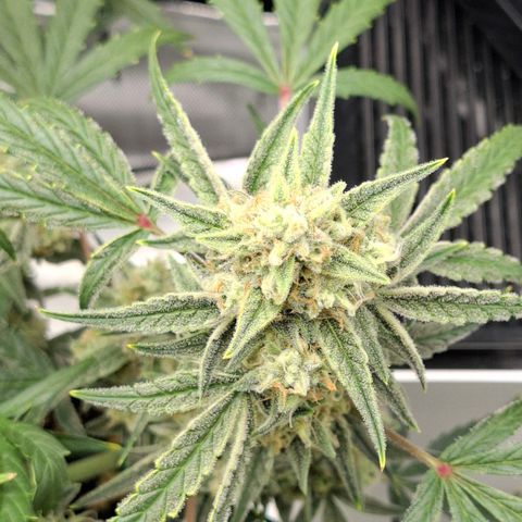 Epsilon growlog timeline photo