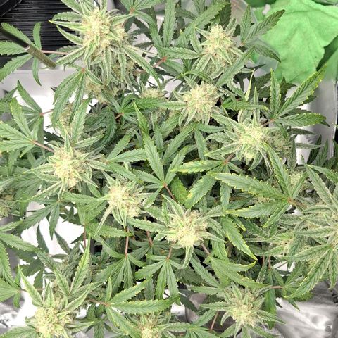 Epsilon growlog timeline photo