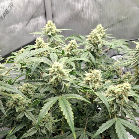 Epsilon growlog timeline photo