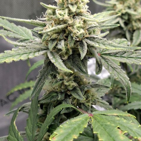Epsilon growlog timeline photo