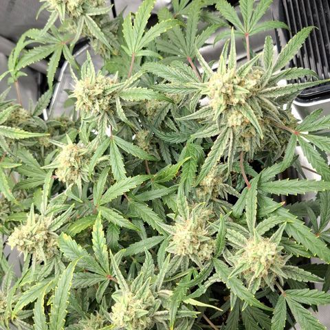 Epsilon growlog timeline photo