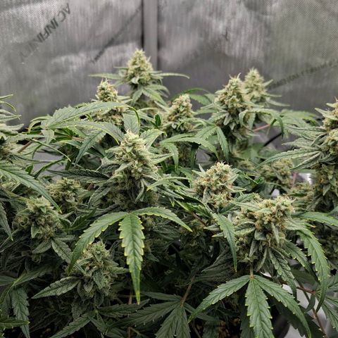 Epsilon growlog timeline photo