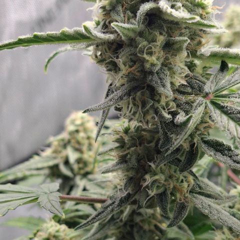 Epsilon growlog timeline photo