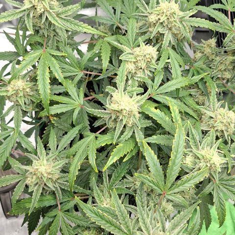 Epsilon growlog timeline photo