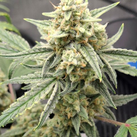 Epsilon growlog timeline photo