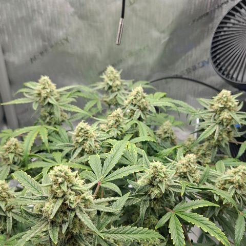 Epsilon growlog timeline photo