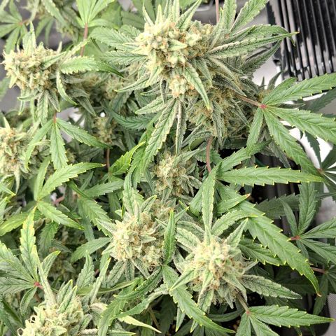 Epsilon growlog timeline photo