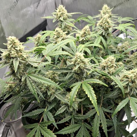 Epsilon growlog timeline photo