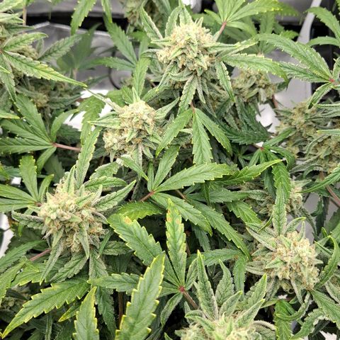 Epsilon growlog timeline photo