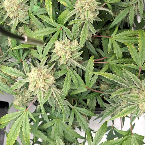 Epsilon growlog timeline photo