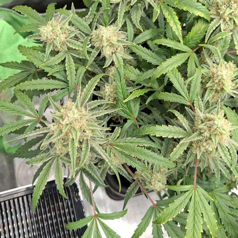 Epsilon growlog timeline photo