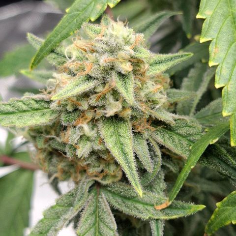 Epsilon growlog timeline photo