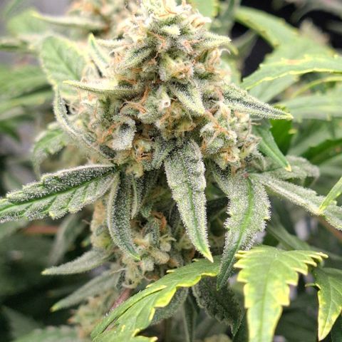 Epsilon growlog timeline photo