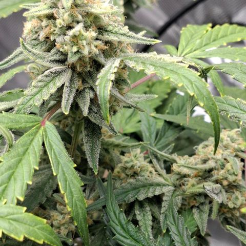 Epsilon growlog timeline photo