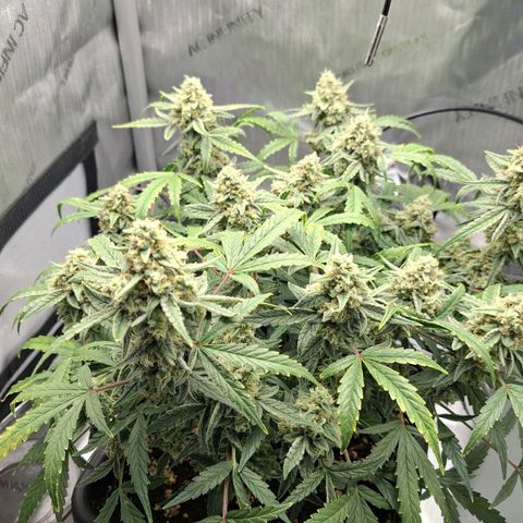 Epsilon growlog timeline photo