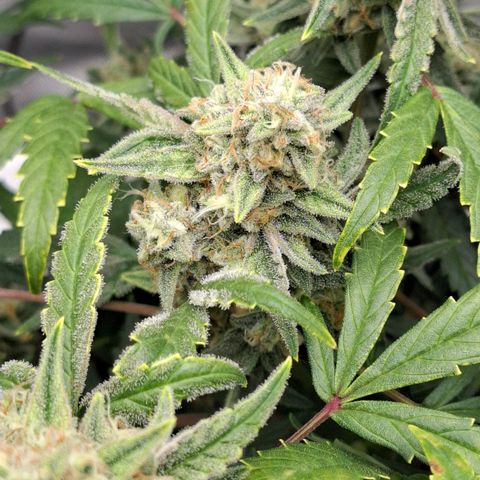 Epsilon growlog timeline photo