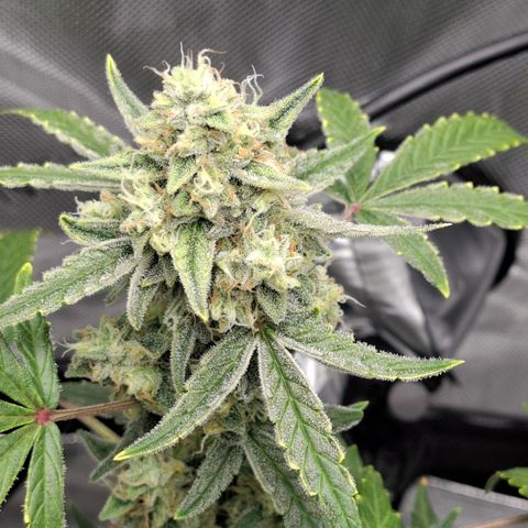 Epsilon growlog timeline photo