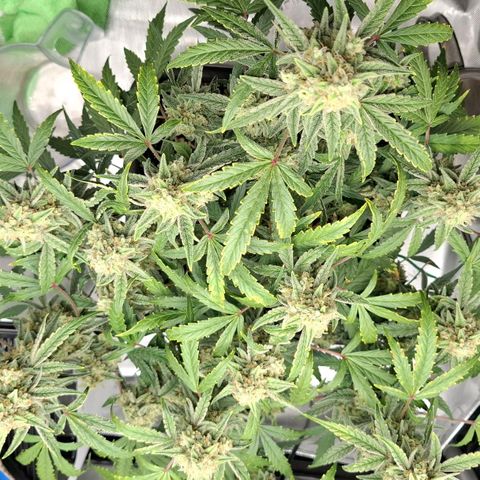 Epsilon growlog timeline photo