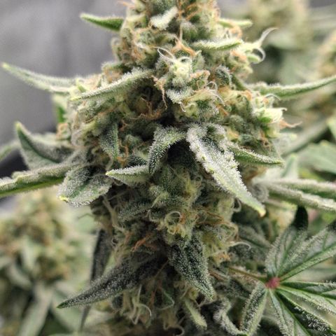 Epsilon growlog timeline photo