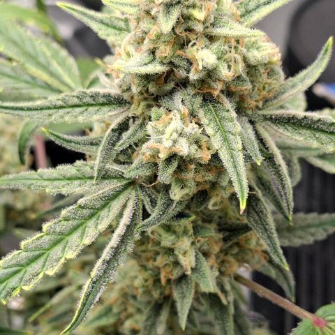 Epsilon growlog timeline photo