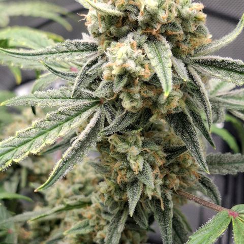Epsilon growlog timeline photo