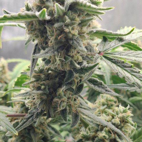Epsilon growlog timeline photo