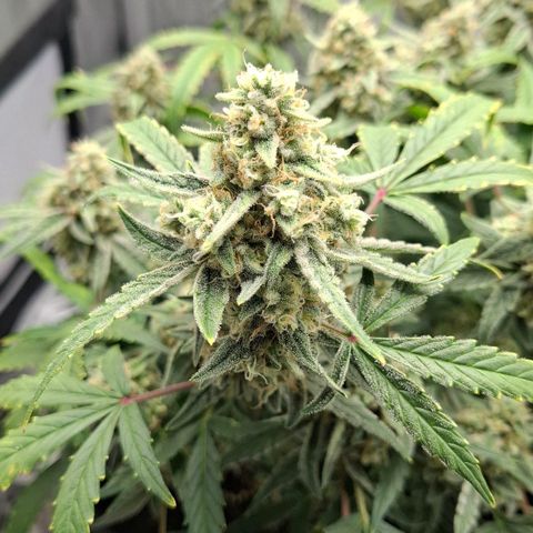 Epsilon growlog timeline photo