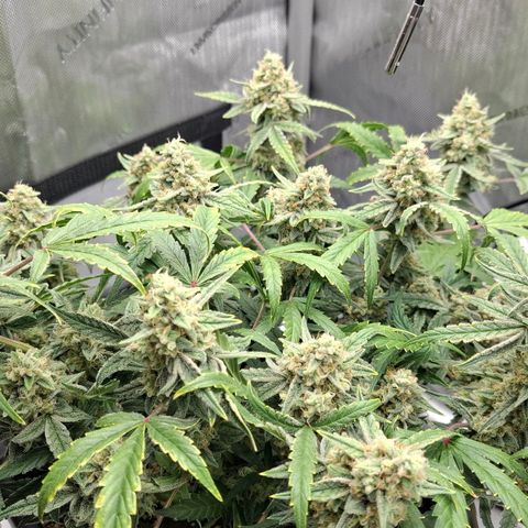 Epsilon growlog timeline photo