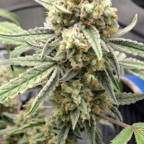 Epsilon growlog timeline photo