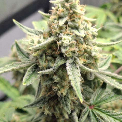 Epsilon growlog timeline photo
