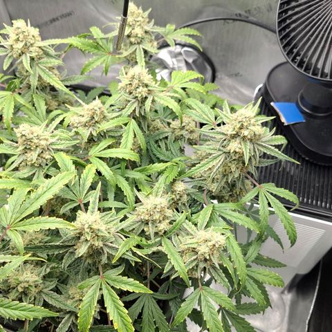 Epsilon growlog timeline photo