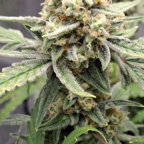 Epsilon growlog timeline photo
