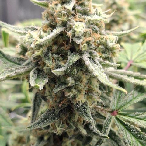 Epsilon growlog timeline photo