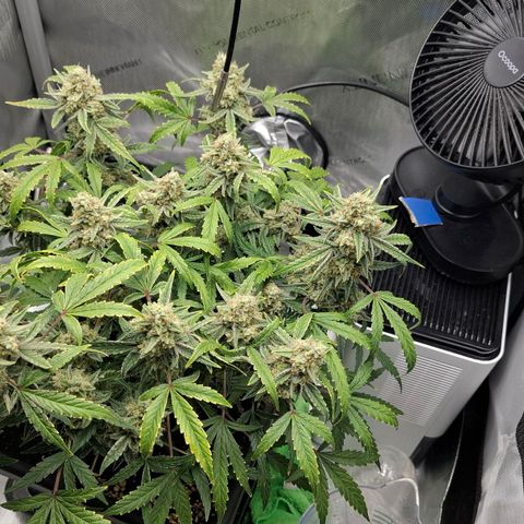 Epsilon growlog timeline photo