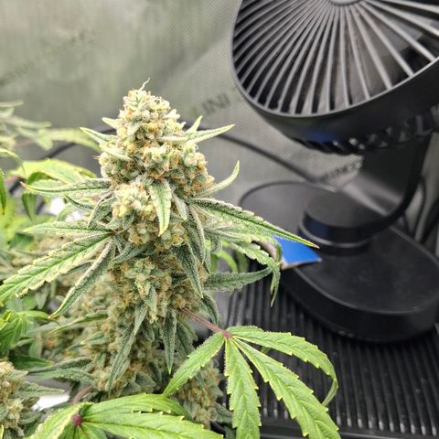 Epsilon growlog timeline photo