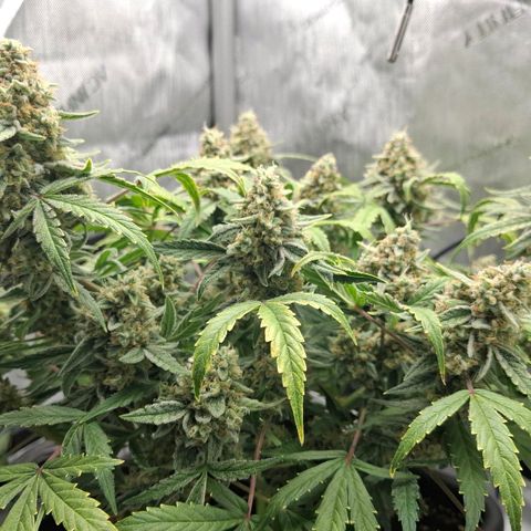Epsilon growlog timeline photo