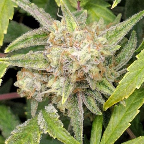 Epsilon growlog timeline photo