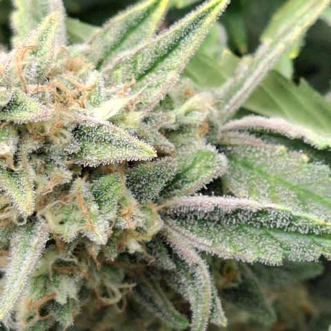 Epsilon growlog timeline photo