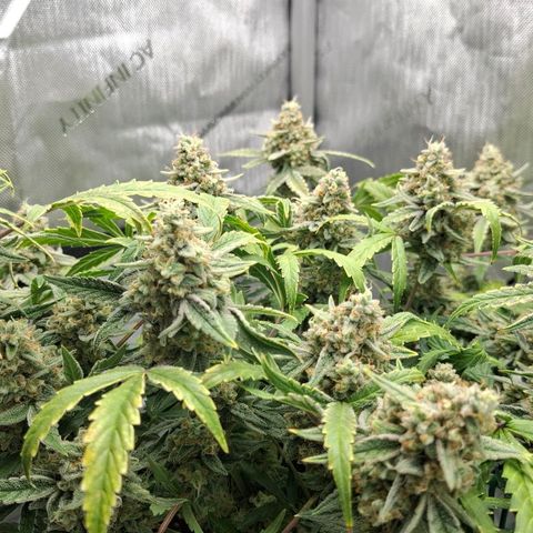 Epsilon growlog timeline photo