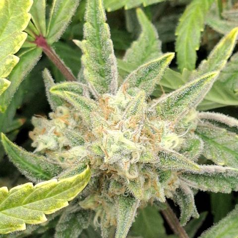 Epsilon growlog timeline photo