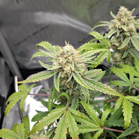 Epsilon growlog timeline photo