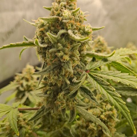 Epsilon growlog timeline photo